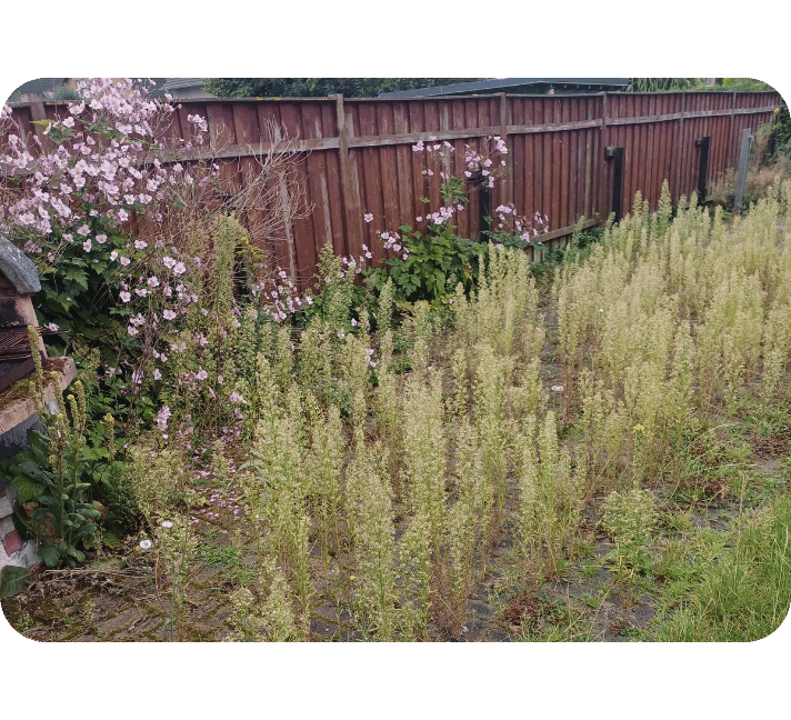 Gartenbereich mit starkem Wildwuchs, hohem Unkraut und ungepflegtem Bewuchs