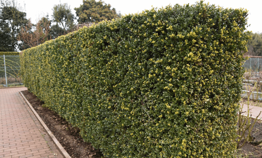 Gepflegte Hecke auf einem Parkplatz eines Geschäfts
