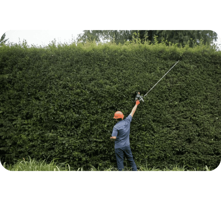 Abmessen der Heckenhöhe durch Mitarbeiter von SACO Haus und Garten zur Vorbereitung des Rückschnitts