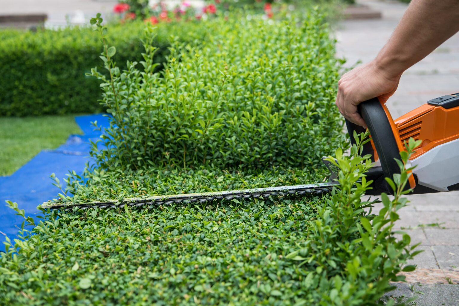 Formschnitt im Frühling in Salzgitter
